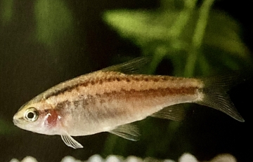 Puntius titteya ou barbus cerise femelle